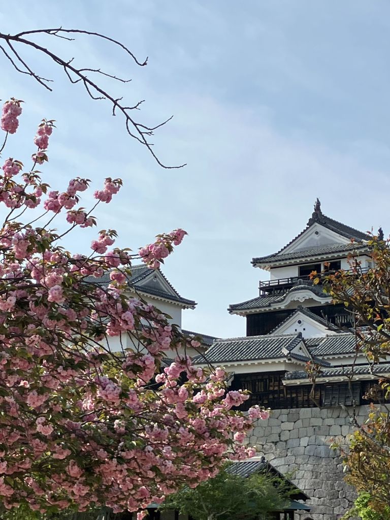 松山城と桜